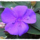 Tibouchina