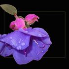 Tibouchina ...