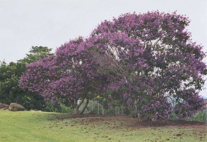 Tibouchina Lepidota Alstonville Colombia