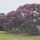 Tibouchina Lepidota Alstonville Colombia