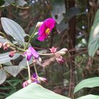 Tibouchina lepidota