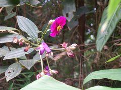 Tibouchina lepidota