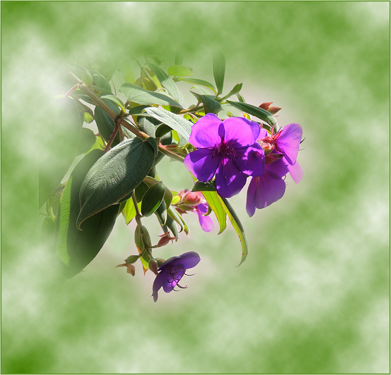 Tibouchina urvilleana