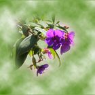 Tibouchina urvilleana