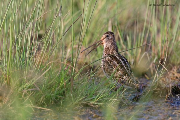 " tick-a tick-a tick-a "