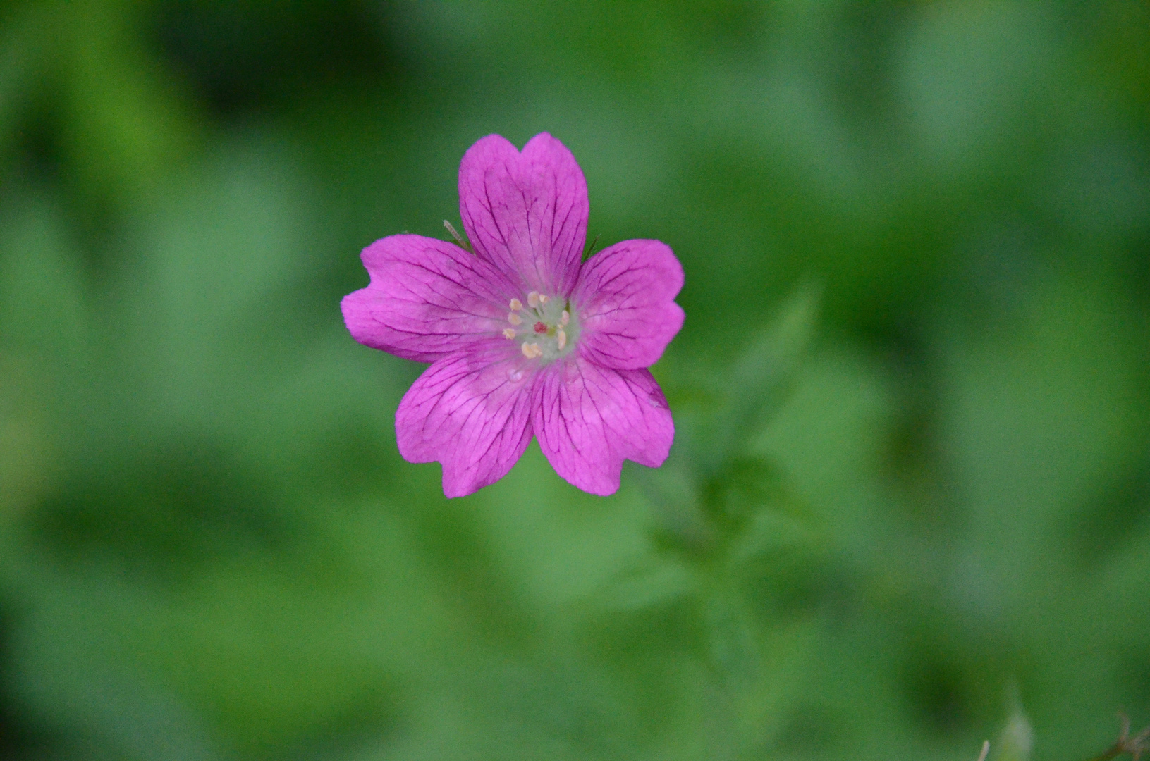 tick flower