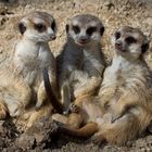 Tick, Trick & Track - die coolsten Typen im Opel-Zoo