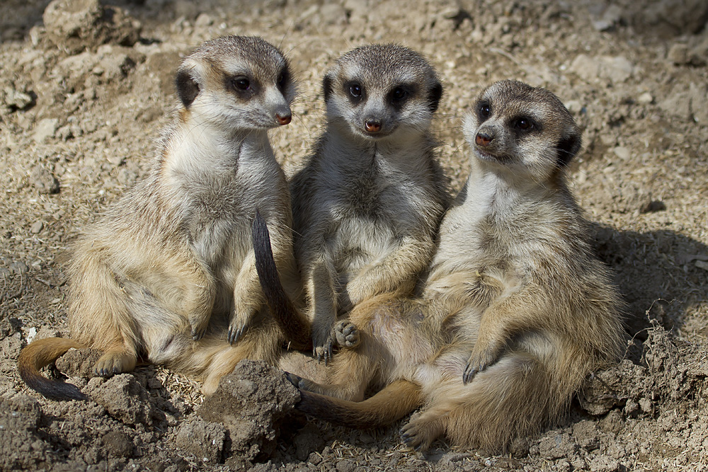 Tick, Trick & Track - die coolsten Typen im Opel-Zoo