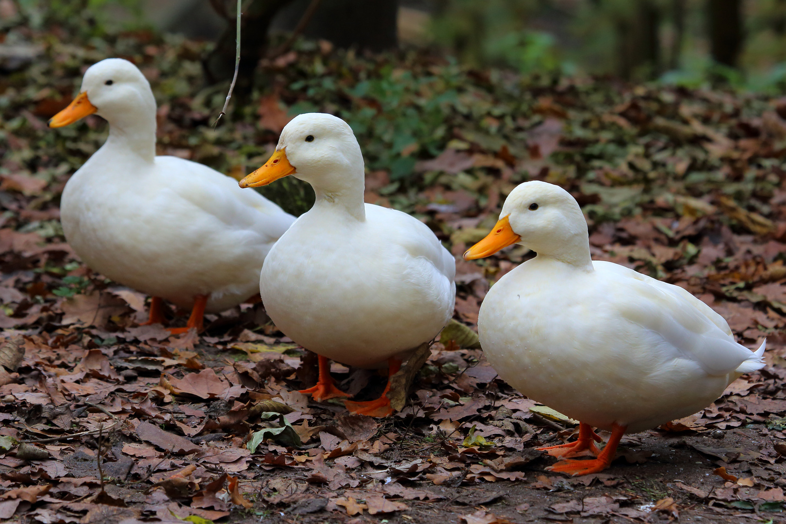 tick trick und track foto bild enten natur bilder auf fotocommunity