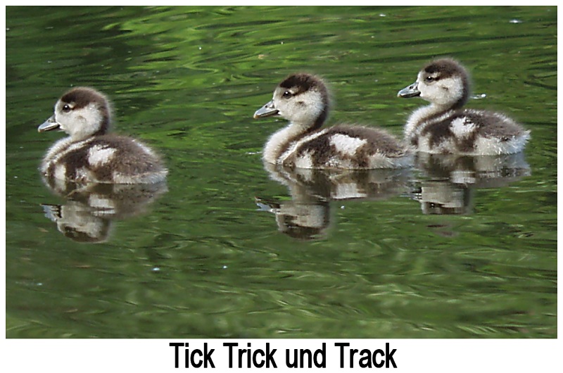 Tick Trick und Track....