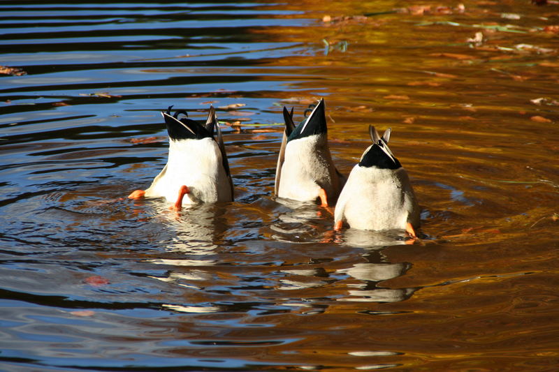 Tick, Trick und Track upside down