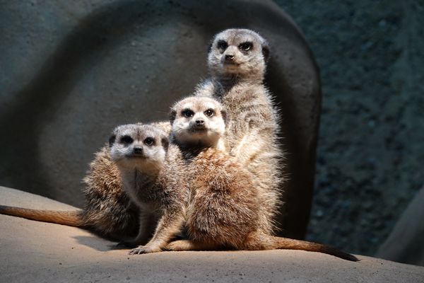 Tick,Trick und Track 