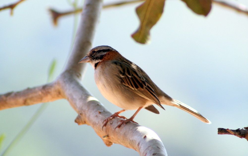 Tico-Tico (Zonotrichia capensis)