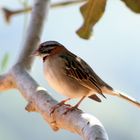 Tico-Tico (Zonotrichia capensis)