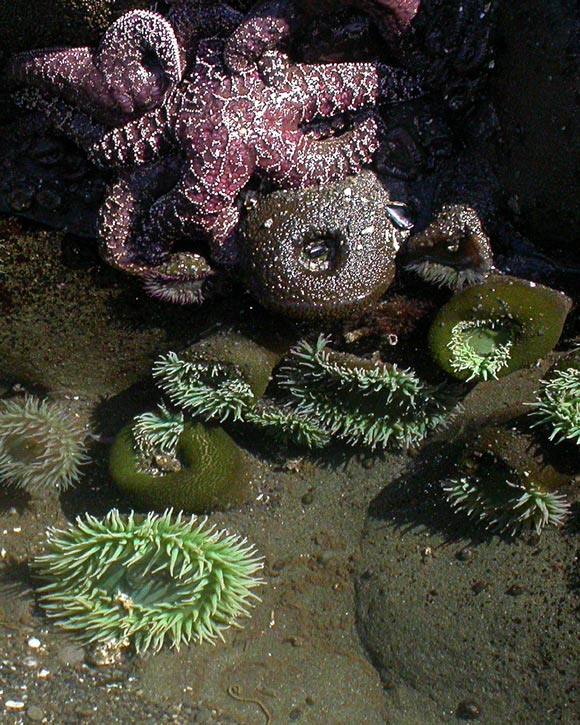 Tidal Pool