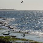 tide is falling; now it's dinner time