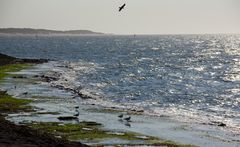 tide is falling; now it's dinner time