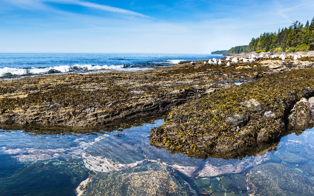 Tide Pool