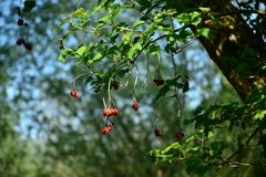 Tideauenwälder mit Beeren