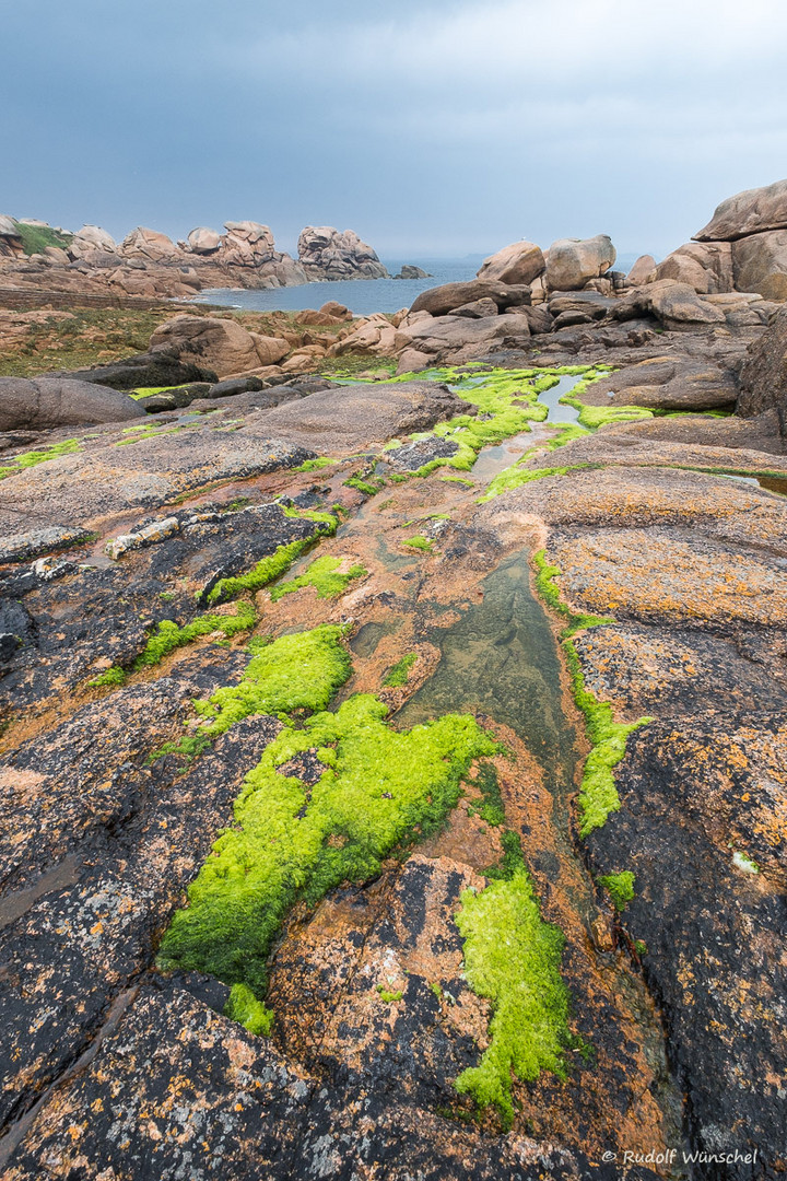  Tidepool