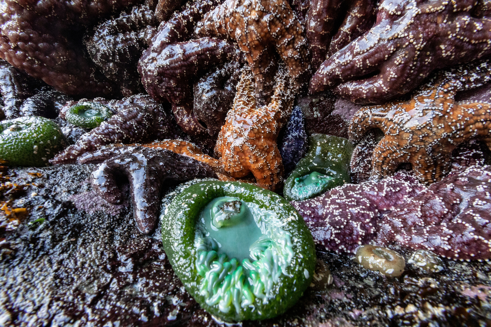 Tidepool 