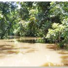 tief drinn im Amazonas-Dschungel....................