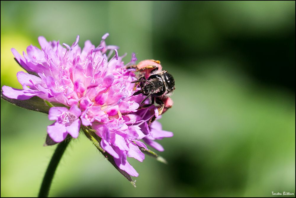 Tief eintauchen Foto & Bild | makro, natur, macro Bilder auf fotocommunity