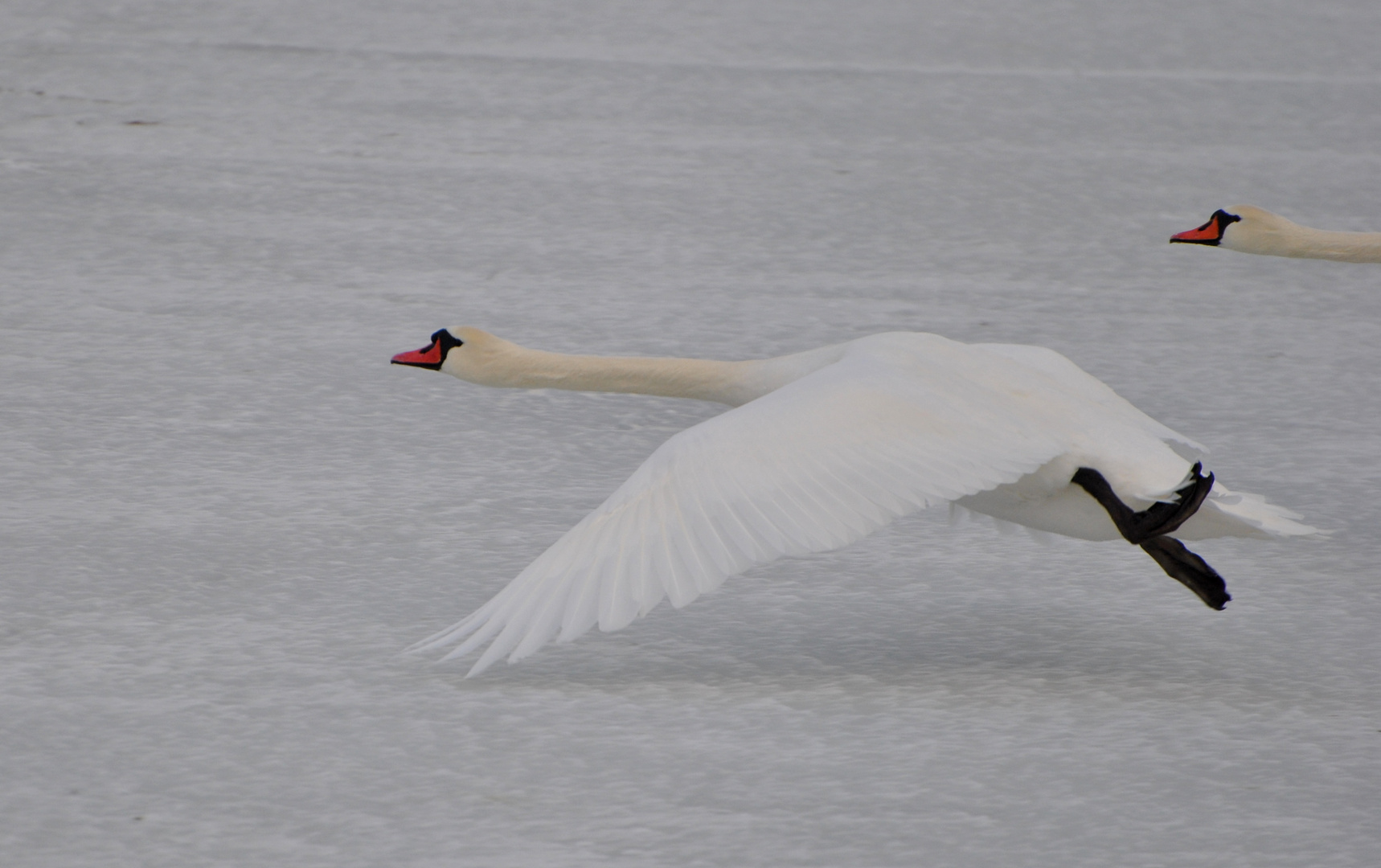 Tief - Flieger