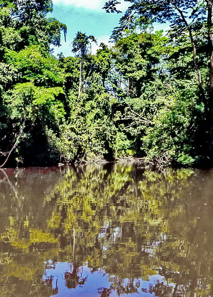 Tief im Amazonas Regenwald...