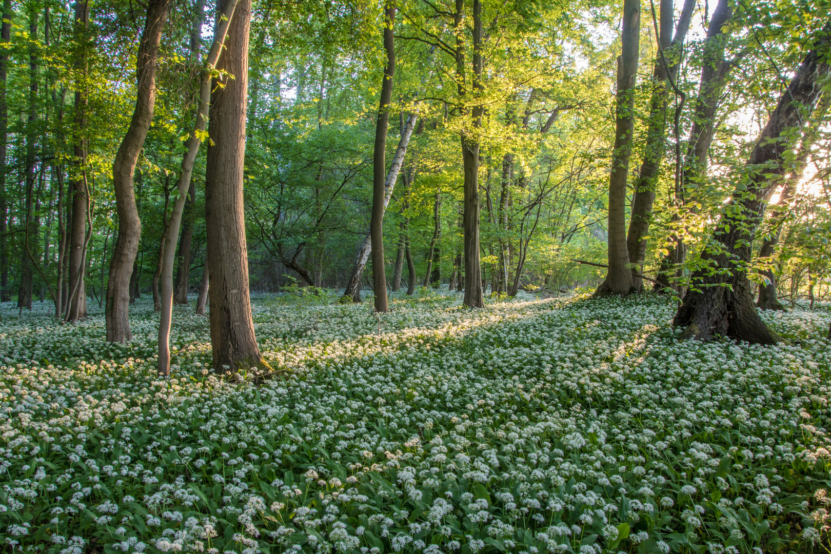 Tief im Bärlauchwald