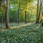 Tief im Bärlauchwald