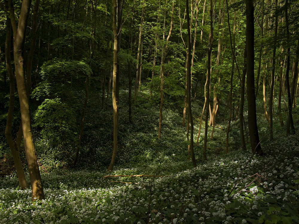 Tief im Bärlauchwald