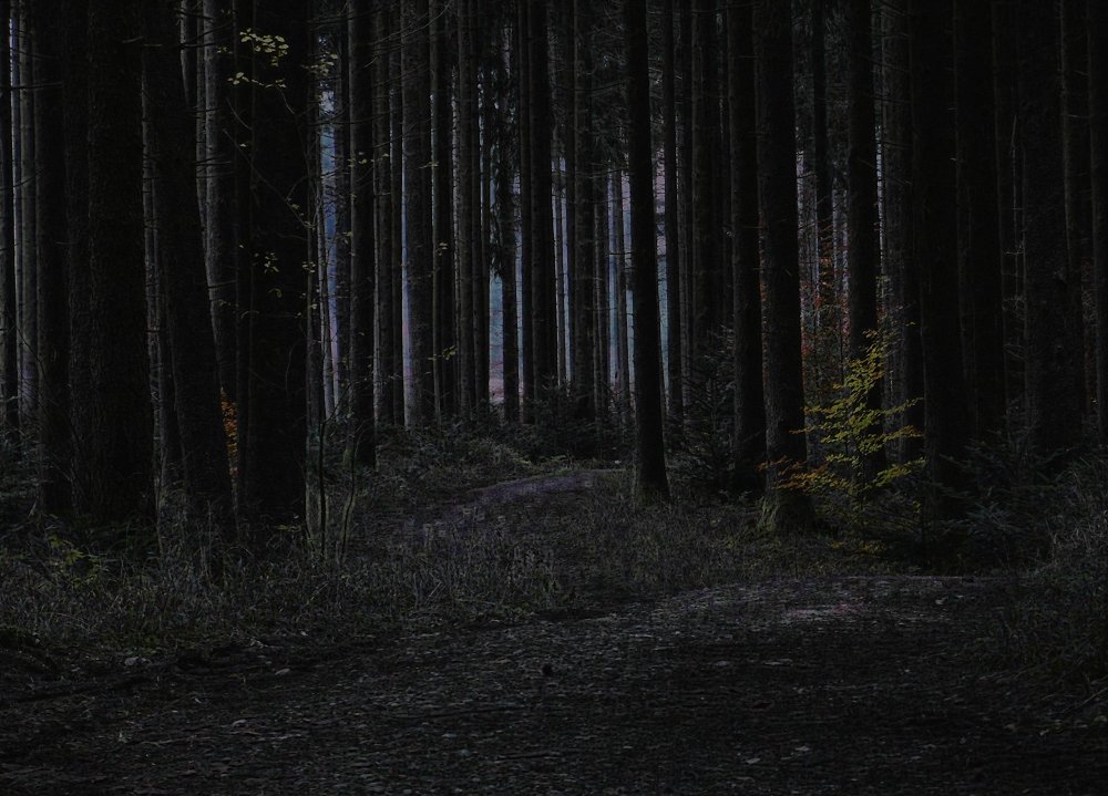 Tief im Dunklen Wald ..