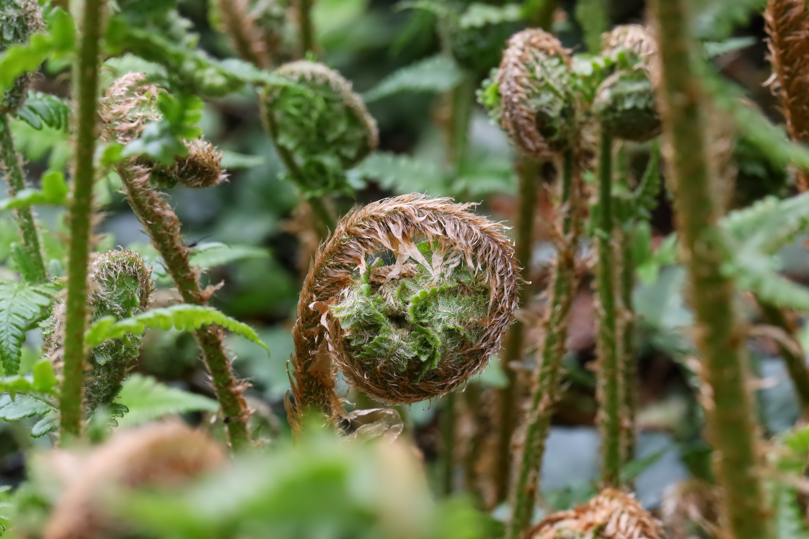 tief im Farn-Wald