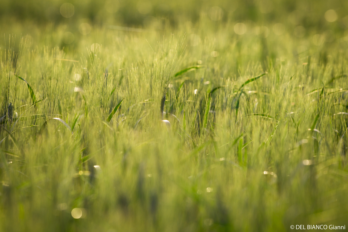 Tief im Feld