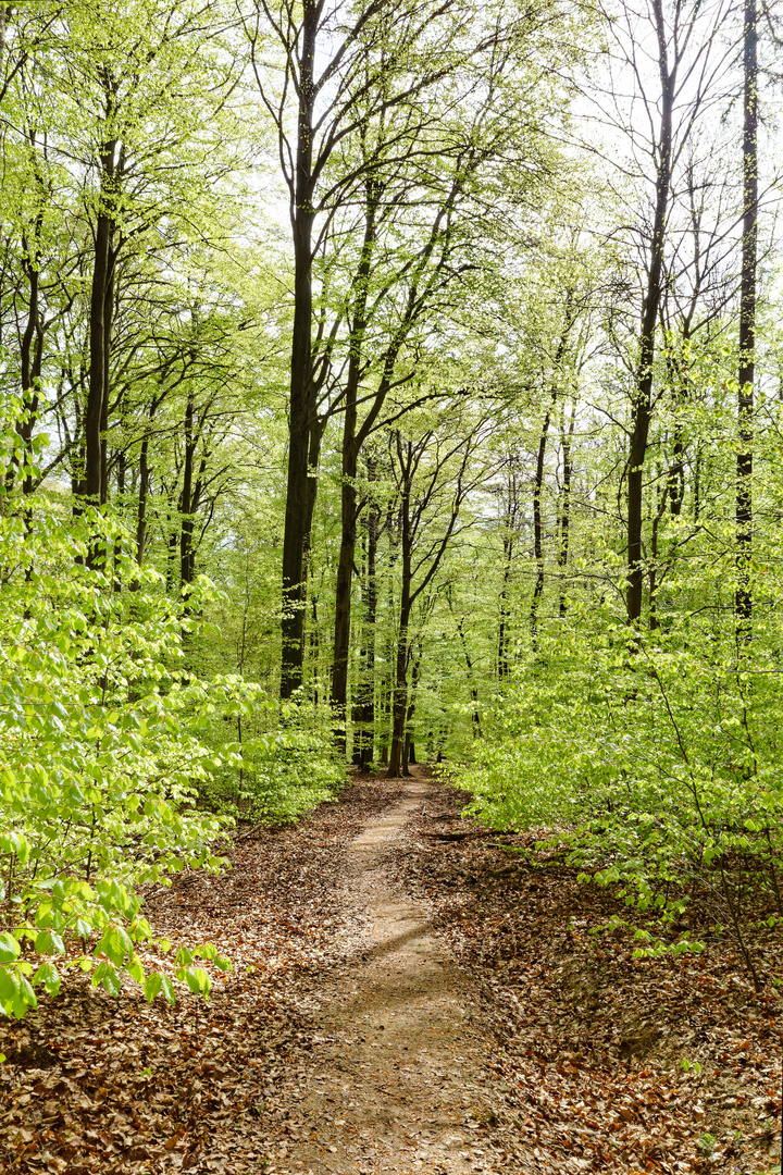 Tief im frühlingsgrünen Laubwald