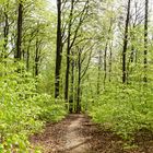 Tief im frühlingsgrünen Laubwald