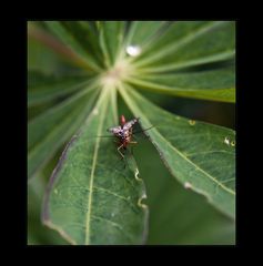 tief im garten