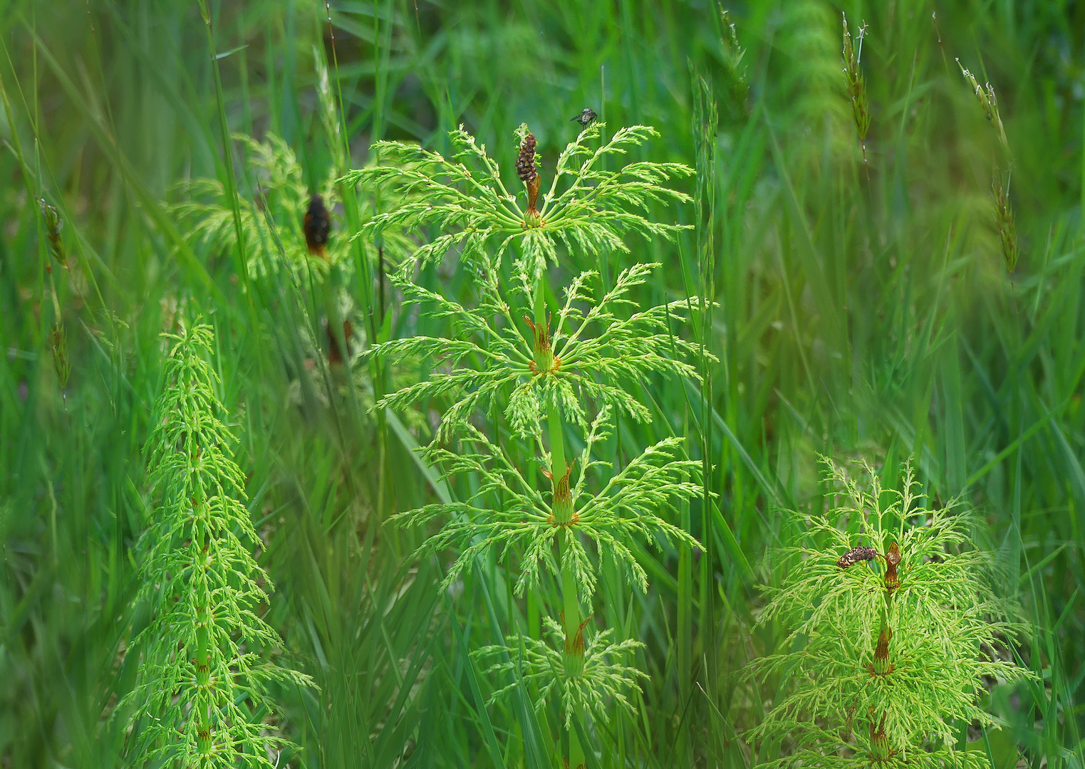 Tief im Gras