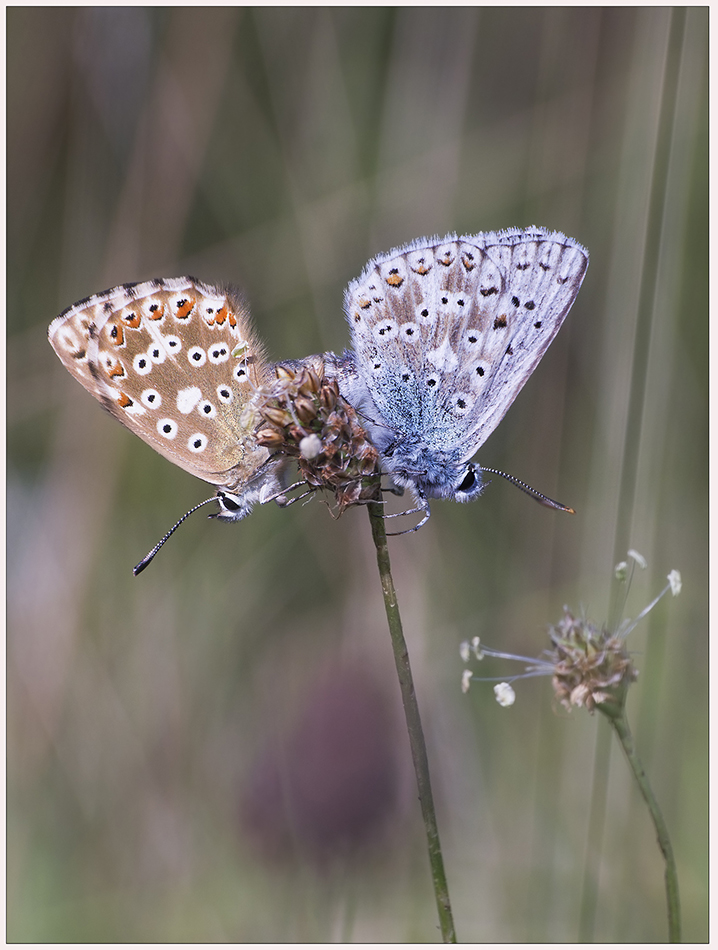 tief im Gras .....