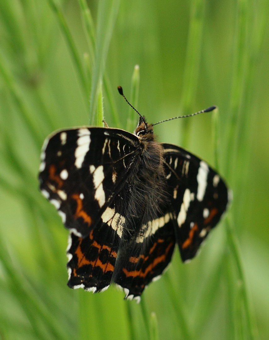 tief im Gras