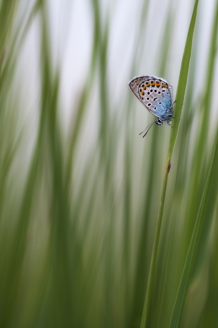 Tief im Gras