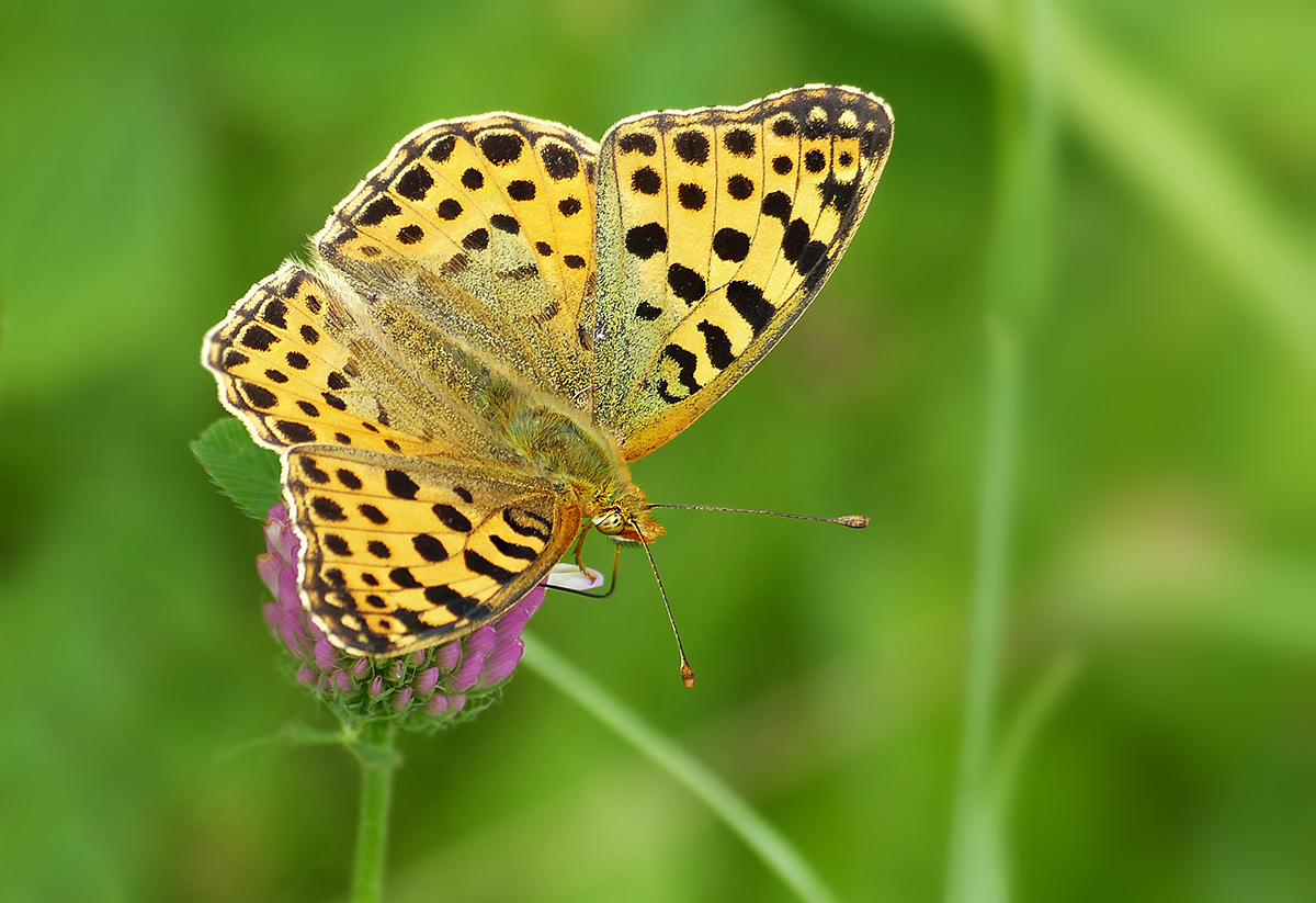  tief im Gras 