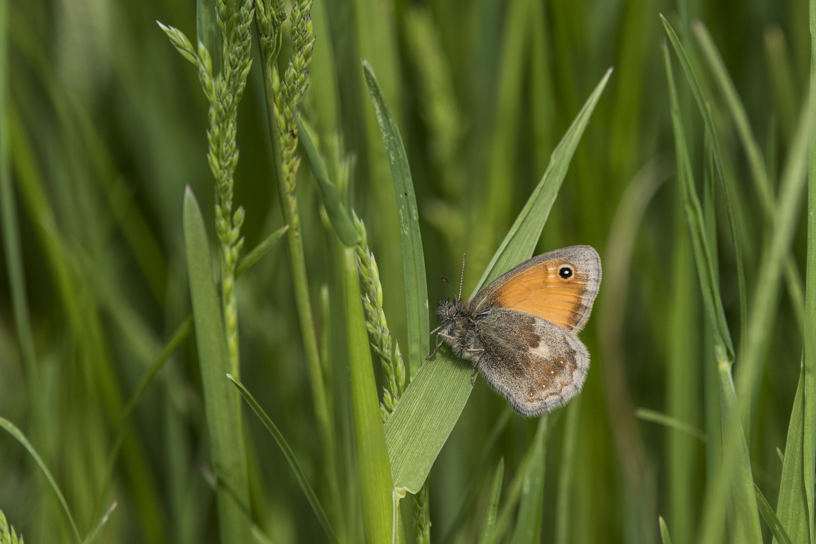 Tief im Gras