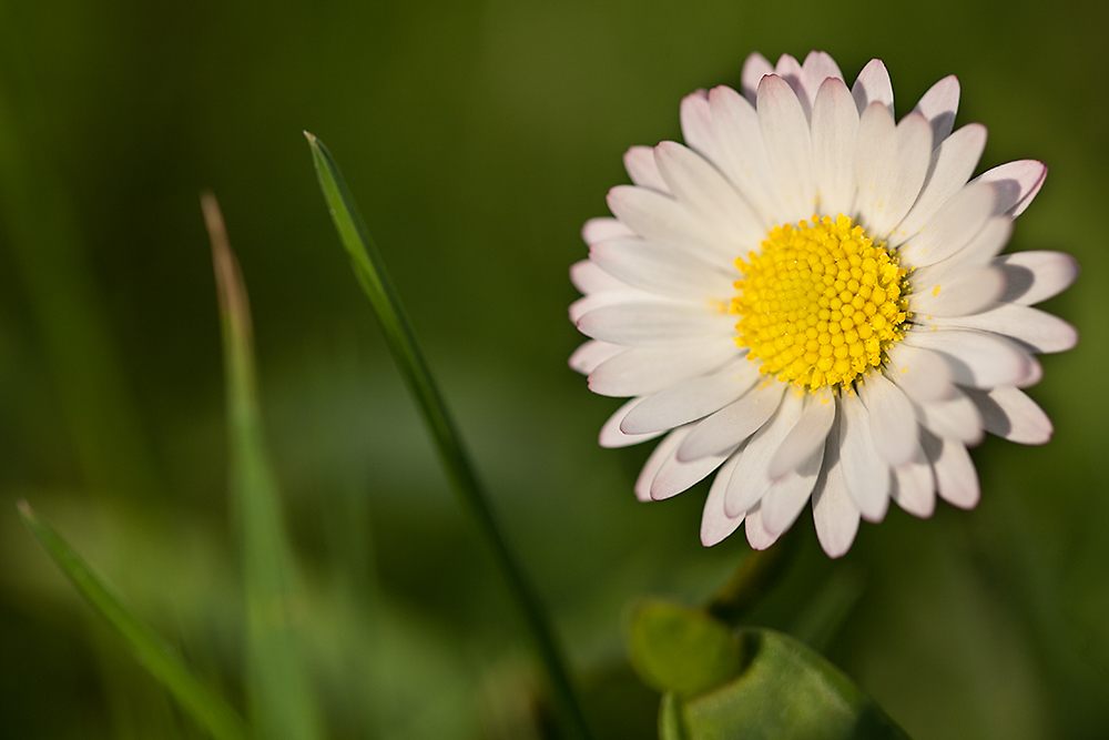 Tief im Gras ...