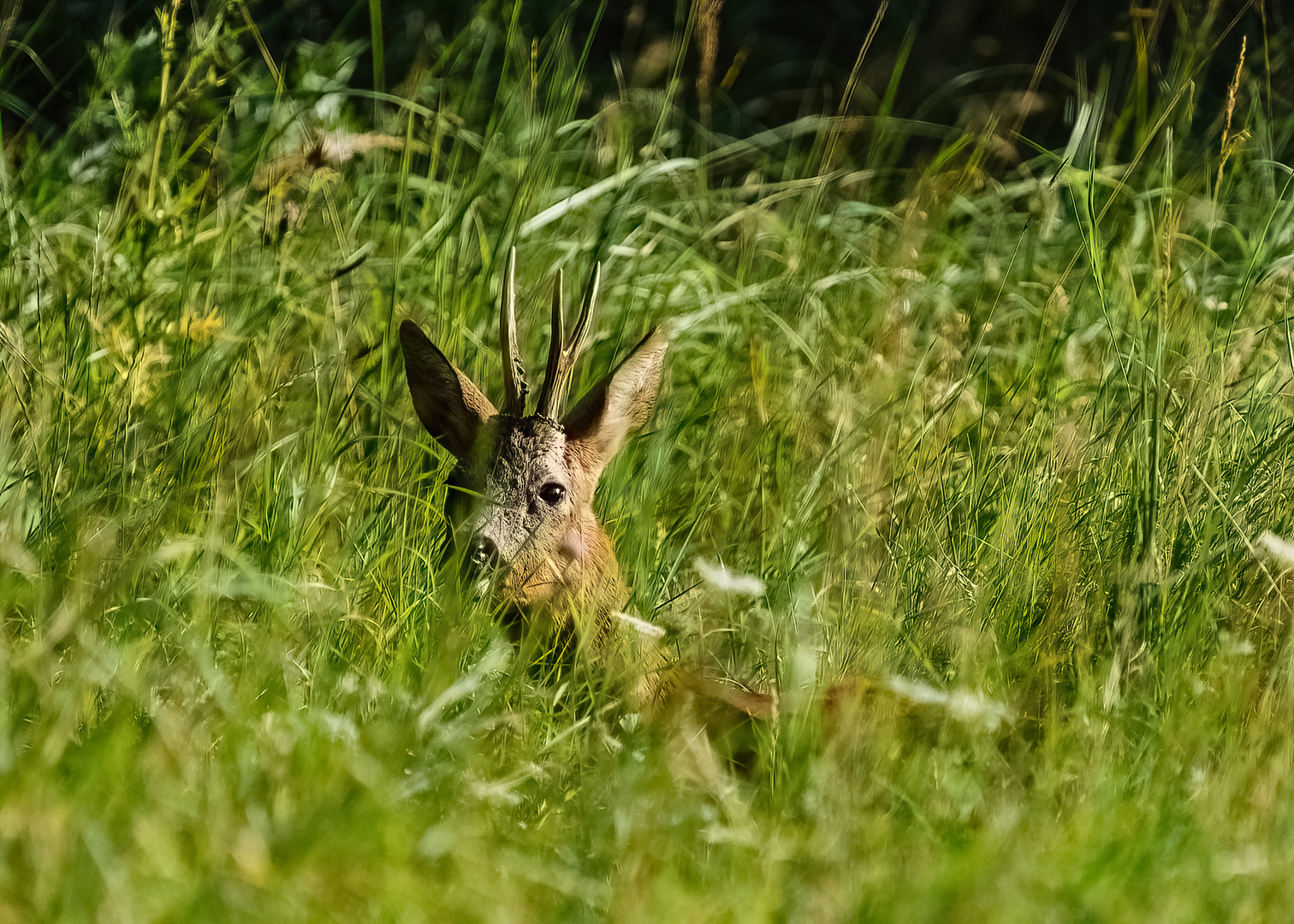 tief im Gras verborgen