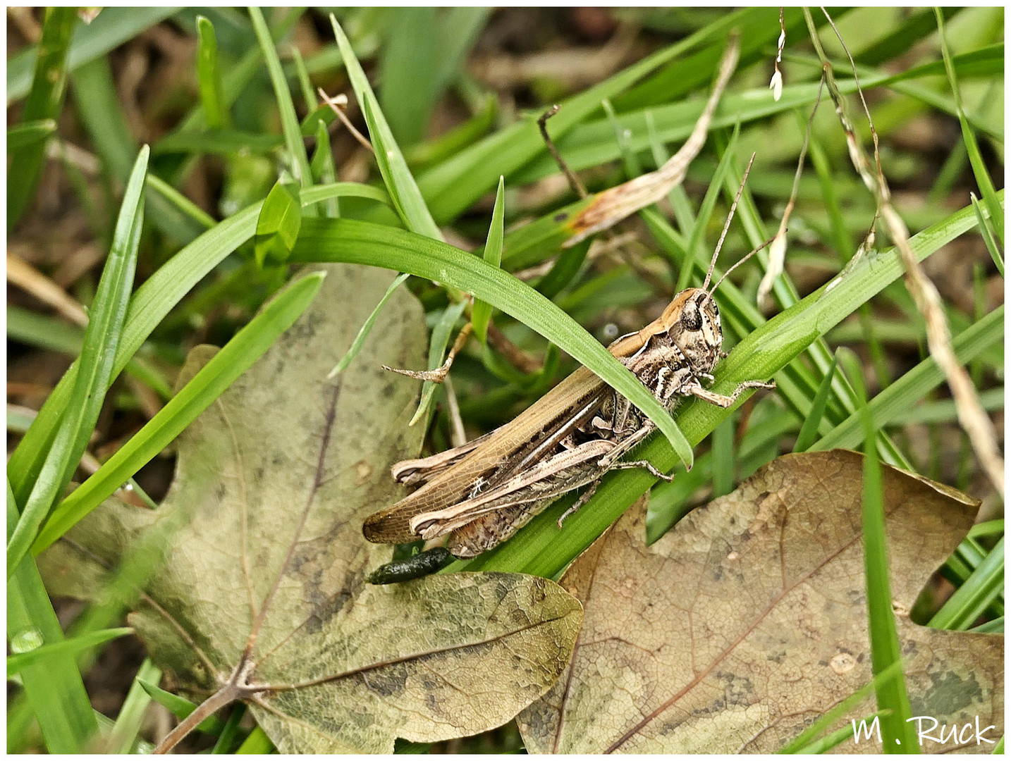 Tief im Gras versteckt sitzt die Schrecke da !