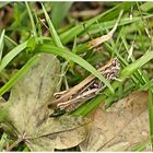 Tief im Gras versteckt sitzt die Schrecke da !