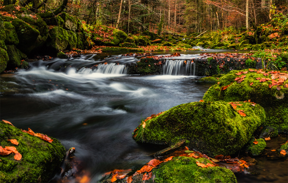 TIEF im Herbst stehend