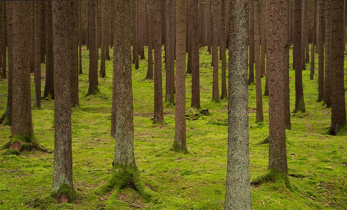 Tief im Hochwald